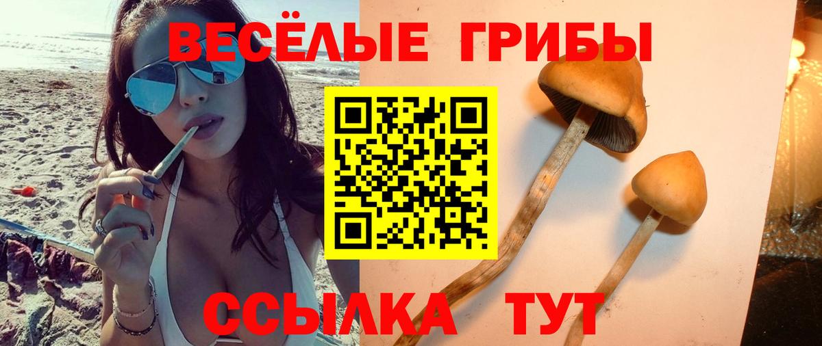 Псилоцибиновые грибы Psilocybe Будённовск